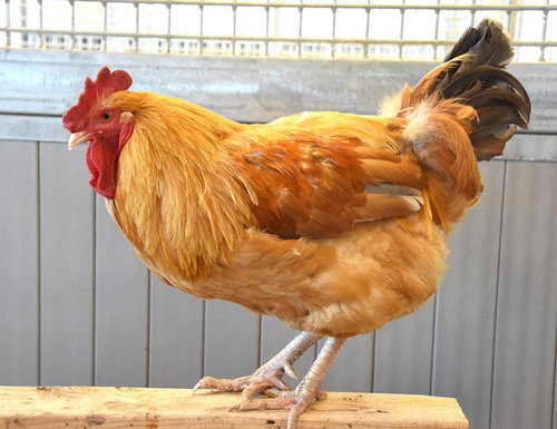 BIG BOY, a poultry for adoption from Larimer Humane Society
