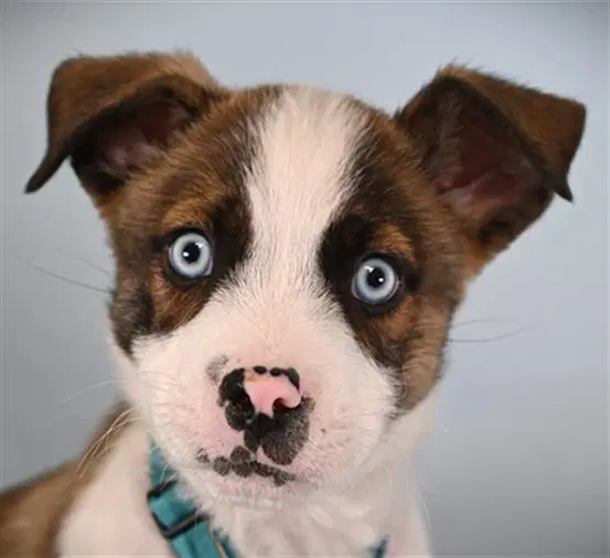 Dumpling - Siberian Husky