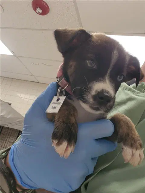 Tostada - Siberian Husky