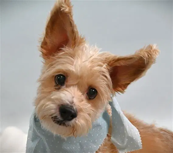 Sammy - Cairn Terrier