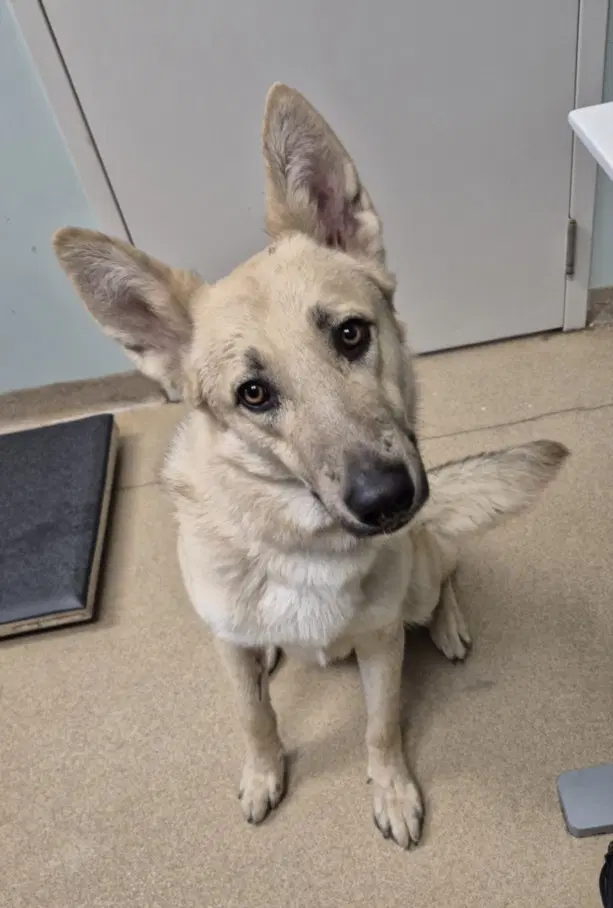 Milo - German Shepherd Dog