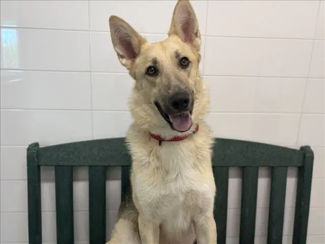 Milo - German Shepherd Dog