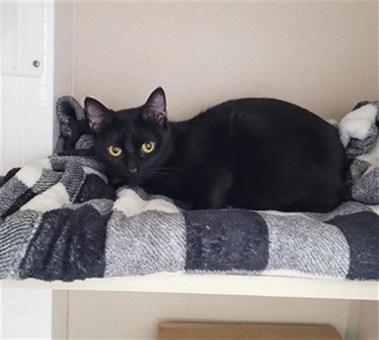 Mavis