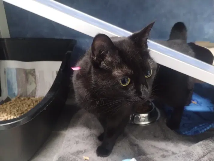 Mavis - Domestic Short Hair