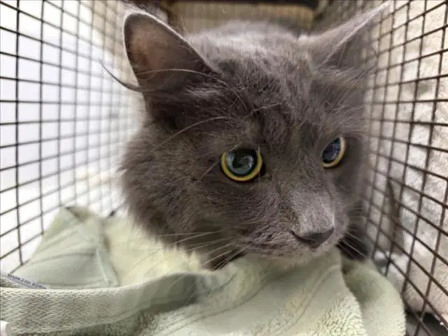 Stormy - Domestic Long Hair