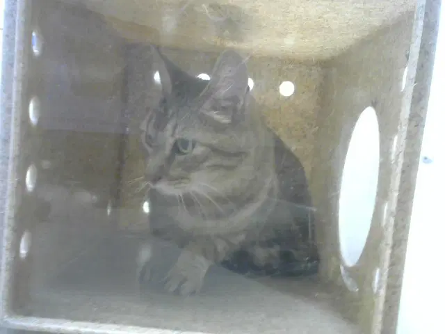 Vex - Domestic Short Hair