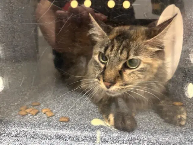 Applesauce - Domestic Long Hair
