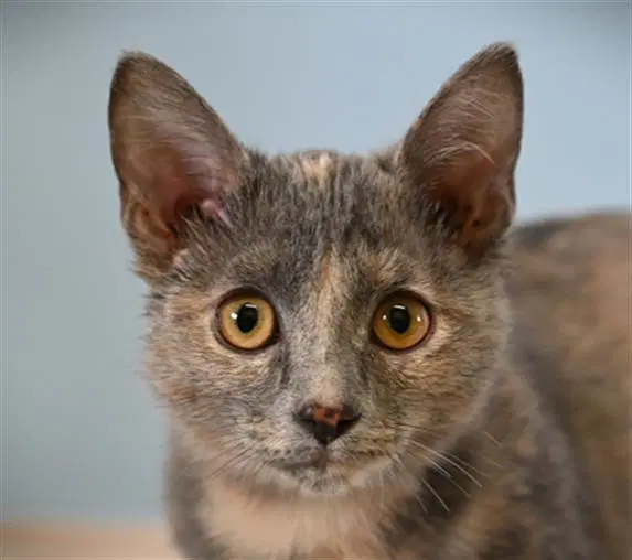 Reeses Pieces - Domestic Short Hair