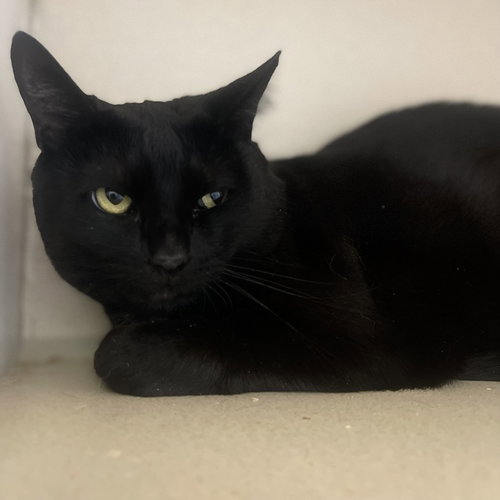 picture of the cat needing adoption