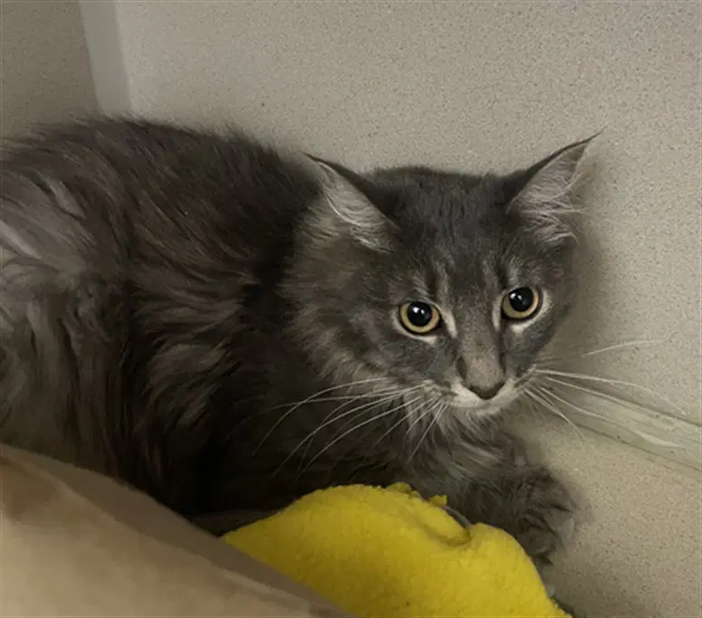 Misty - Domestic Medium Hair
