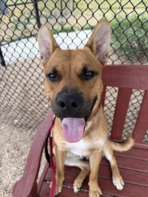 Kodiak - Pit Bull Terrier