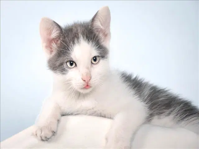 Sashimi - Domestic Short Hair
