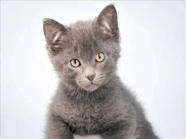 Salmon - Domestic Short Hair