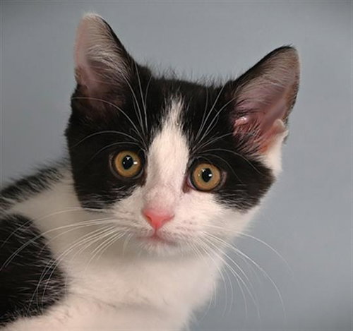 picture of the cat needing adoption