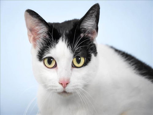 picture of the cat needing adoption