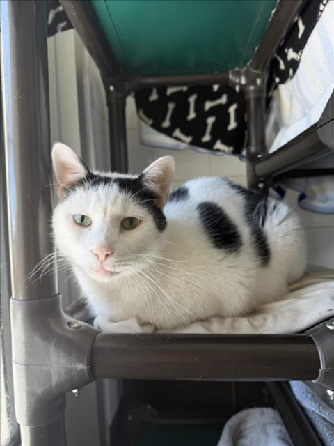 picture of the cat needing adoption