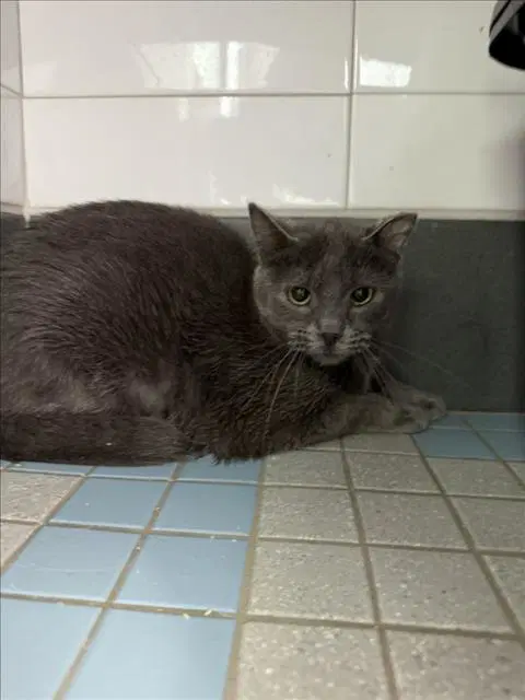 Gravy - Domestic Short Hair