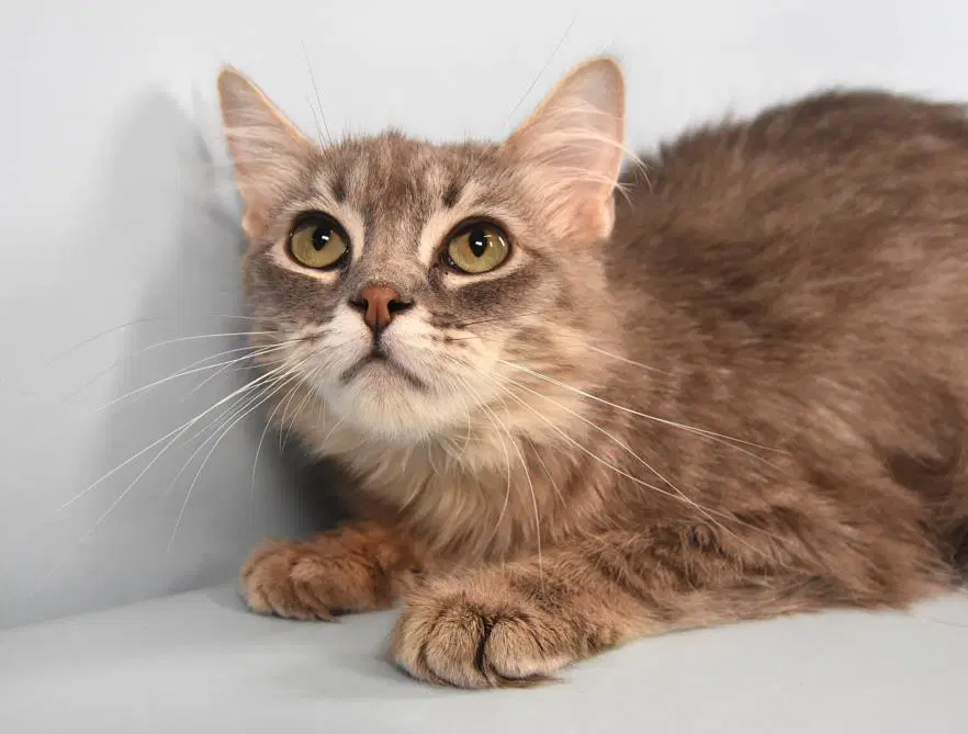 Acai - Domestic Long Hair