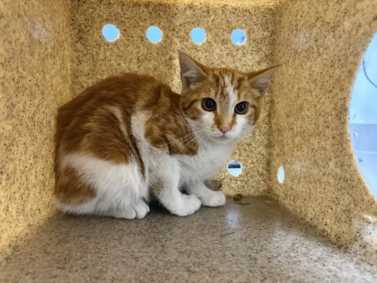 French Fry - Domestic Short Hair