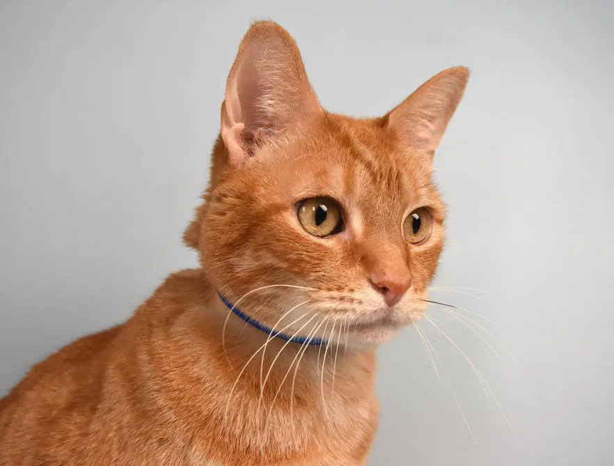 Mookie - Domestic Short Hair