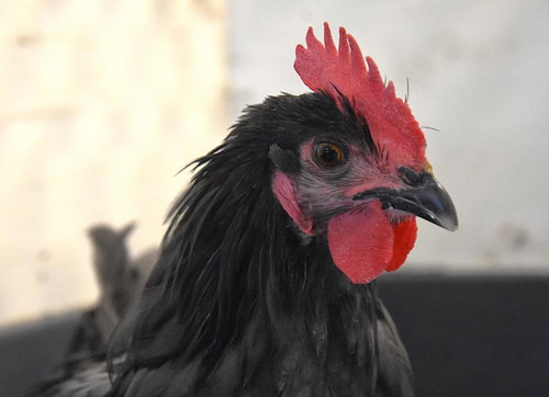 JANE, a poultry for adoption from Larimer Humane Society