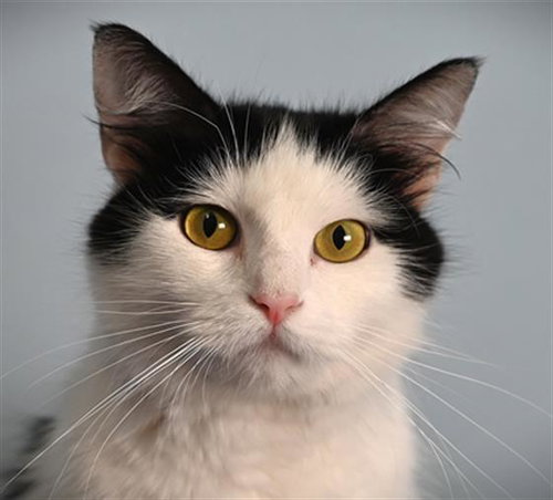 picture of the cat needing adoption