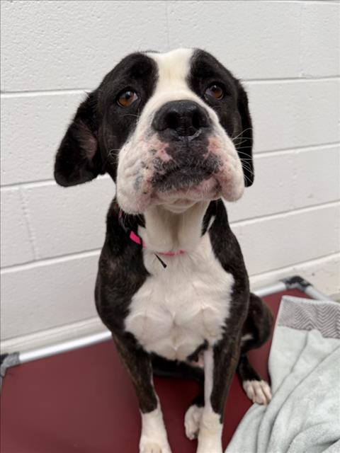 picture of the dog needing adoption