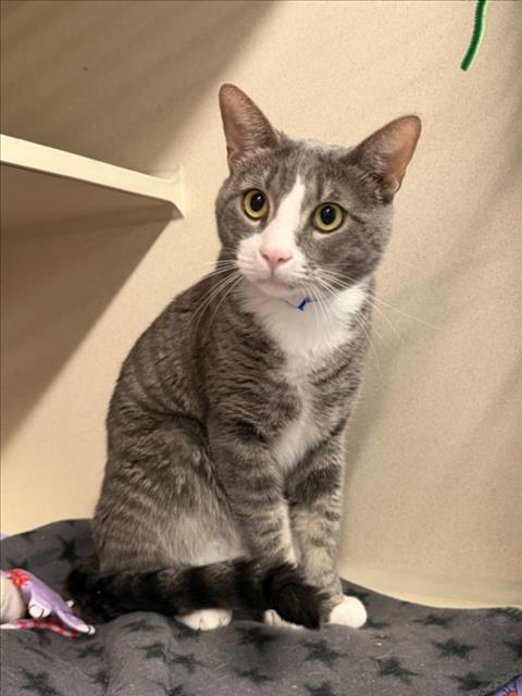 picture of the cat needing adoption