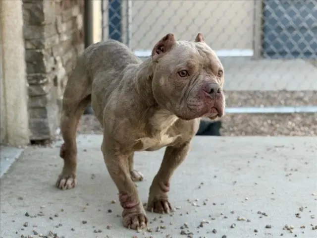 Toro - Staffordshire Bull Terrier