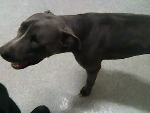 Mr Mina - Pit Bull Terrier