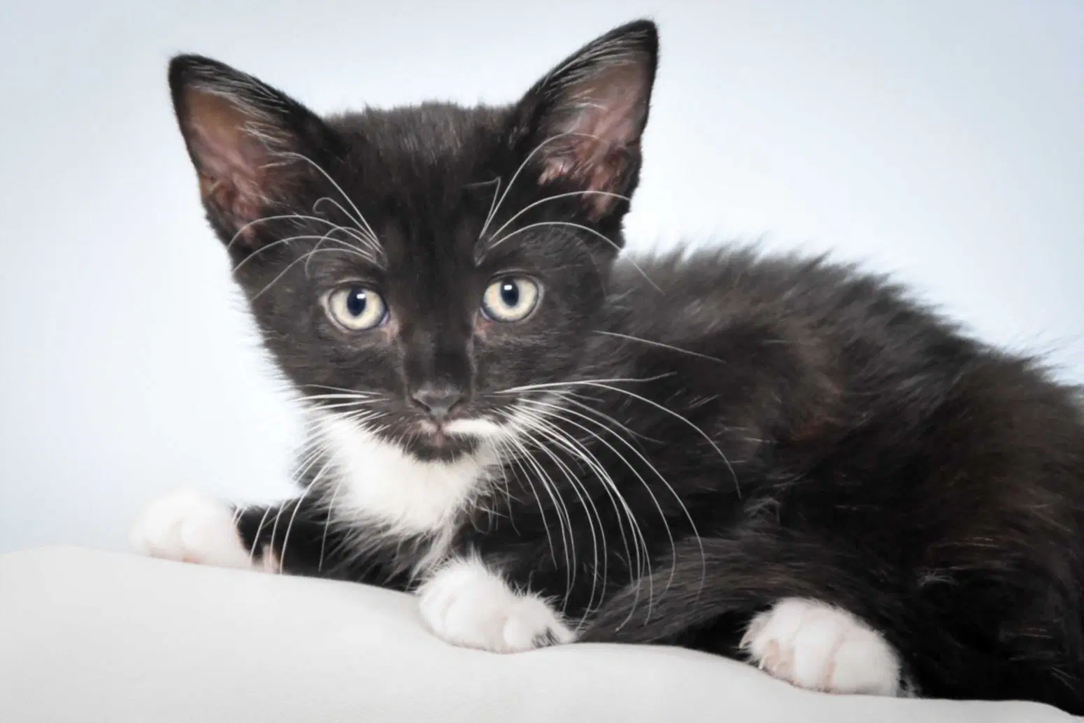 Princess - Domestic Short Hair