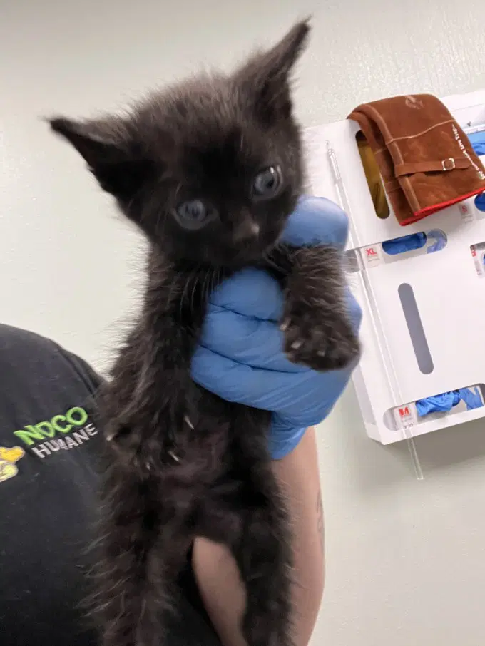 Peppermint Patty - Domestic Short Hair