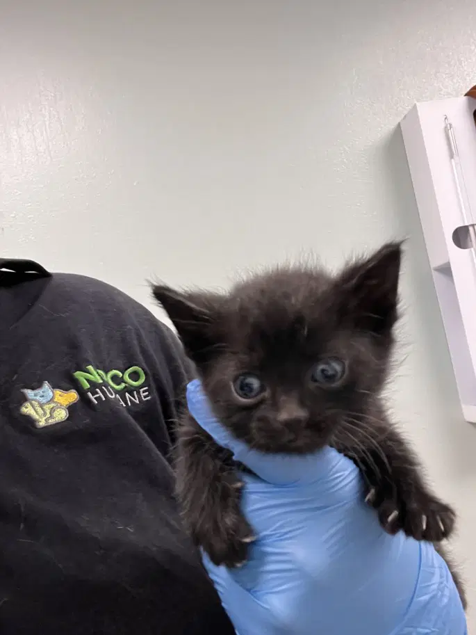 Woodstock - Domestic Short Hair