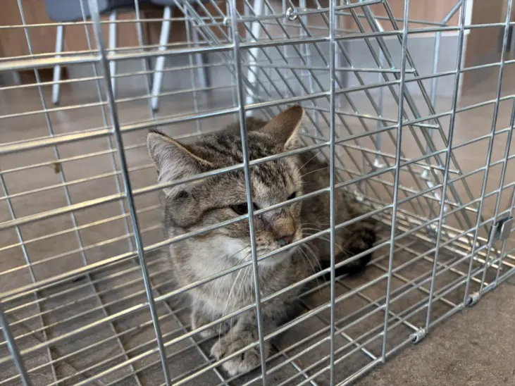 Penny - Domestic Short Hair