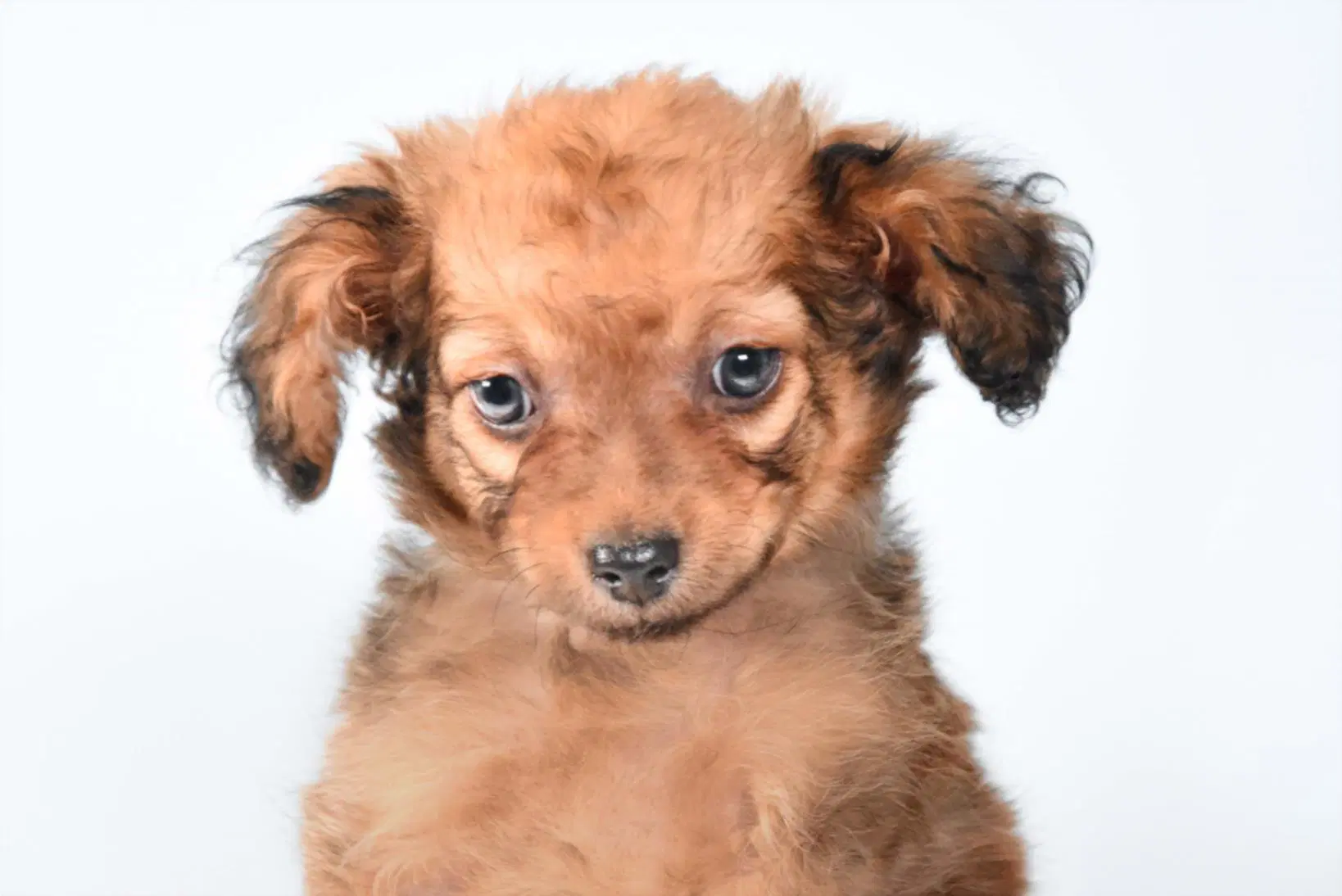 Marley - Dachshund