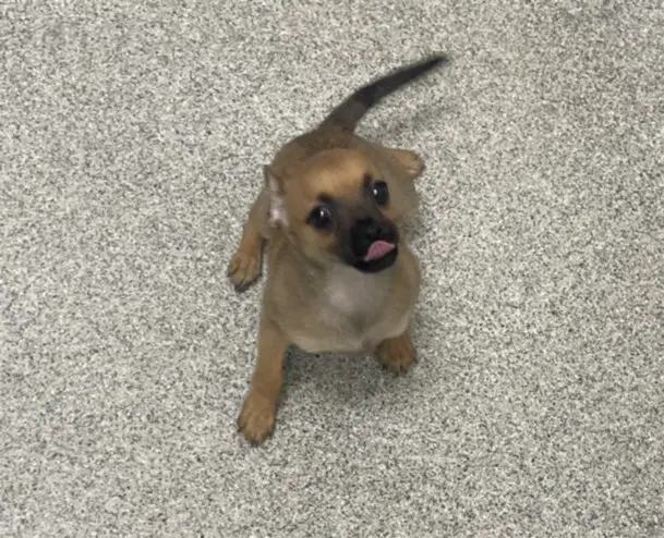 Munchkin - Chihuahua