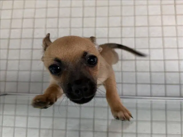Munchkin - Chihuahua