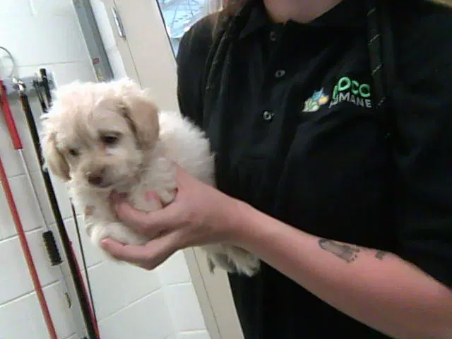 Randy - Poodle (Miniature)