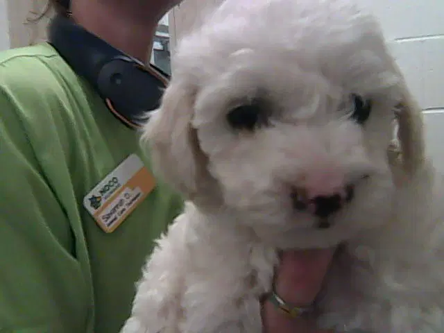 Ricky - Poodle (Miniature)