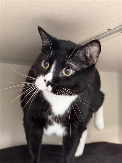 picture of the cat needing adoption