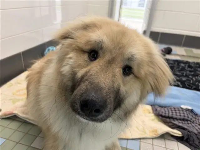 Chicken Little - Anatolian Shepherd
