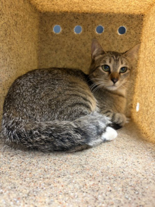 picture of the cat needing adoption