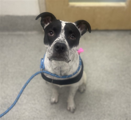 picture of the dog needing adoption