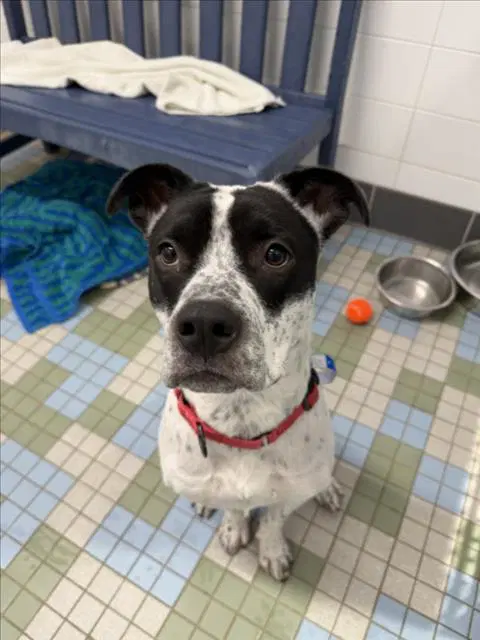Rocko - Pit Bull Terrier