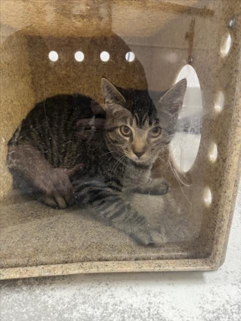 picture of the cat needing adoption