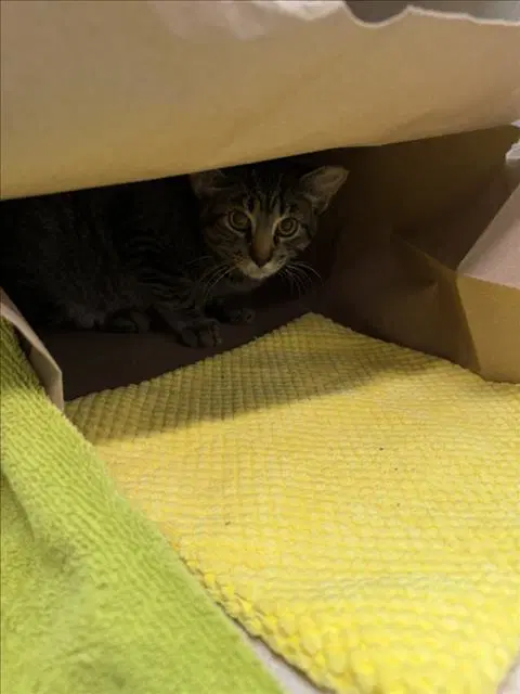 Axl - Domestic Short Hair