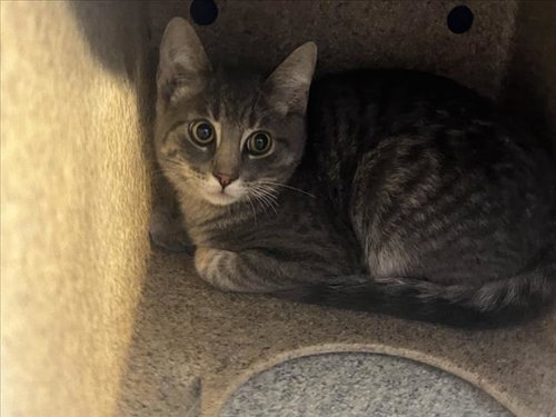 picture of the cat needing adoption
