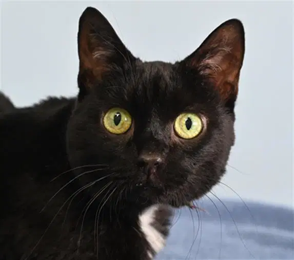 Beans - Domestic Short Hair
