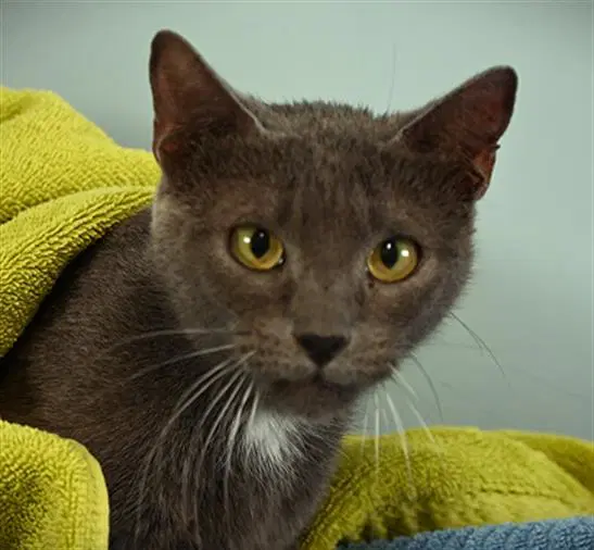 Mushroom - Domestic Short Hair