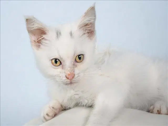 Mysaria - Domestic Short Hair